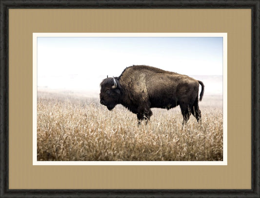 Bison III