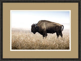 Bison III