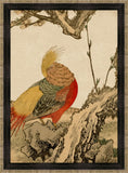 Asian Aviary IV