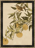 Asian Aviary VI