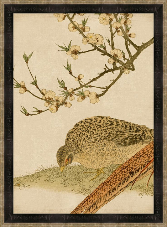 Asian Aviary VII