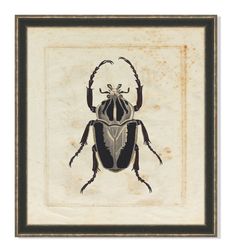 Insect III