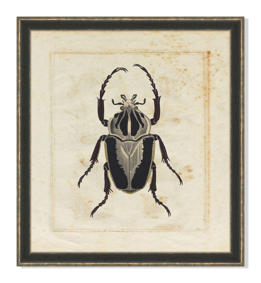 Insect III