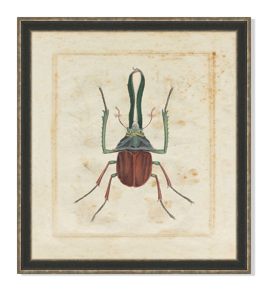 Insect V