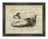 Sheep on Writing