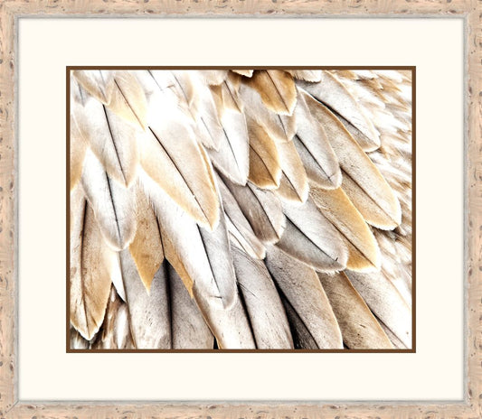 Feathers I