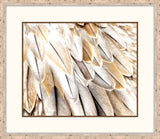 Feathers I