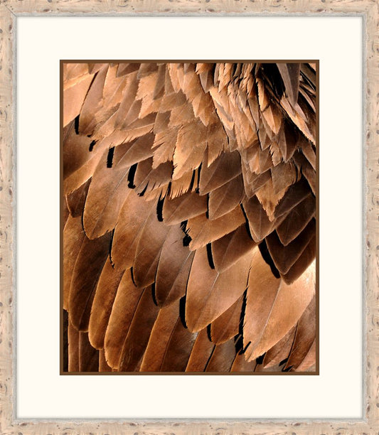 Feathers II