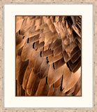 Feathers II