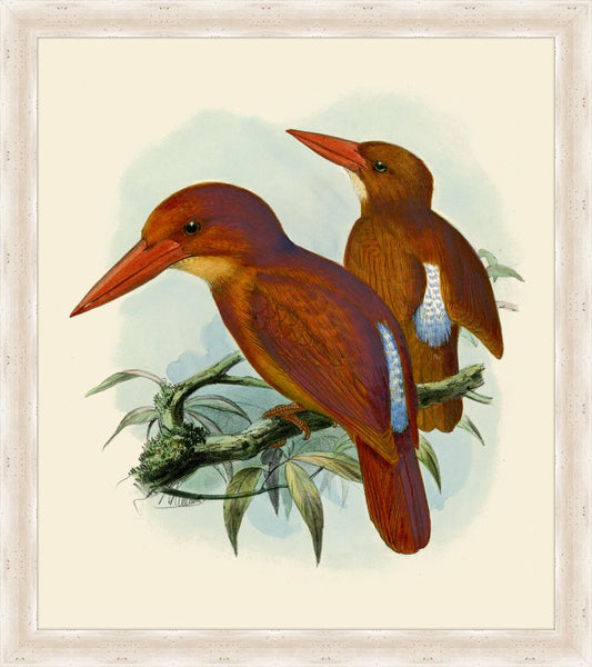 King Fisher - Red