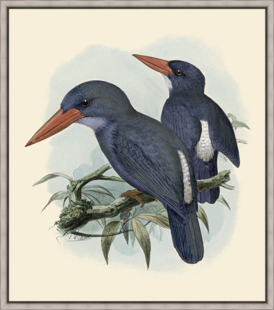 King Fisher - Blue