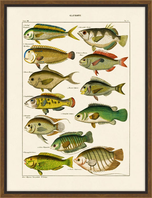 Oken's Fische I