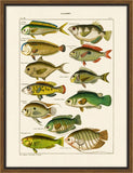 Oken's Fische I