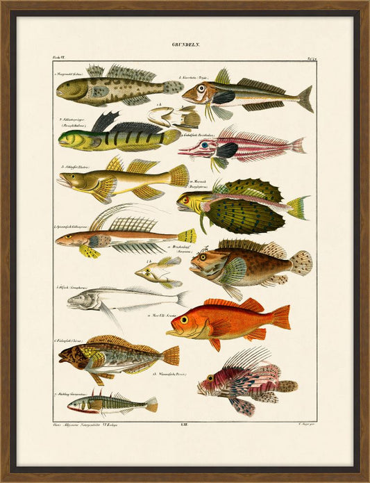 Oken's Fische II