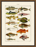 Oken's Fische II