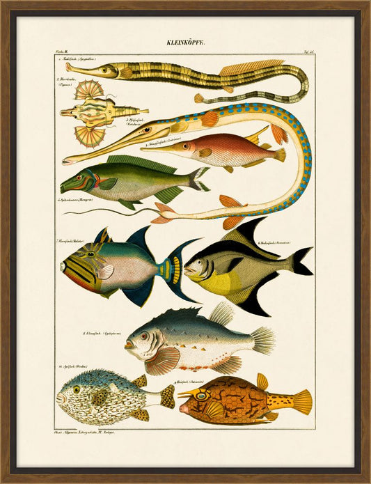 Oken's Fische III