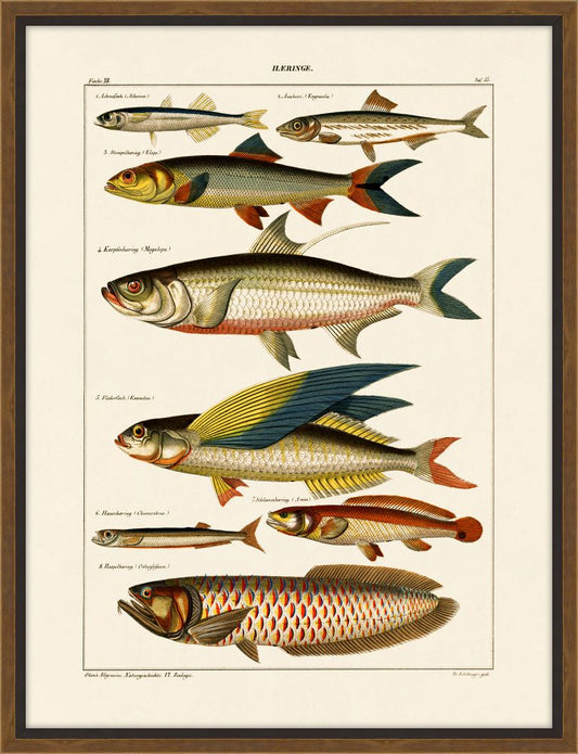 Oken's Fische IV