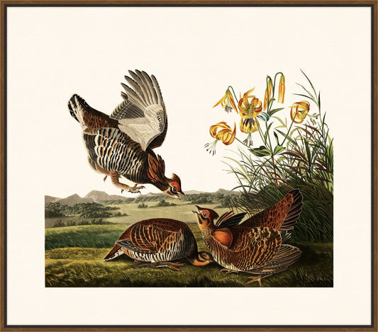 Audubon's Gold-Winged Woodpecker