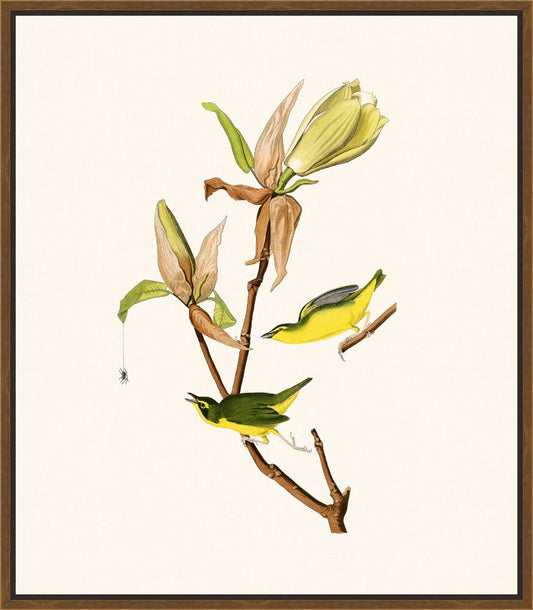 Audubon's Kentucky Warbler II