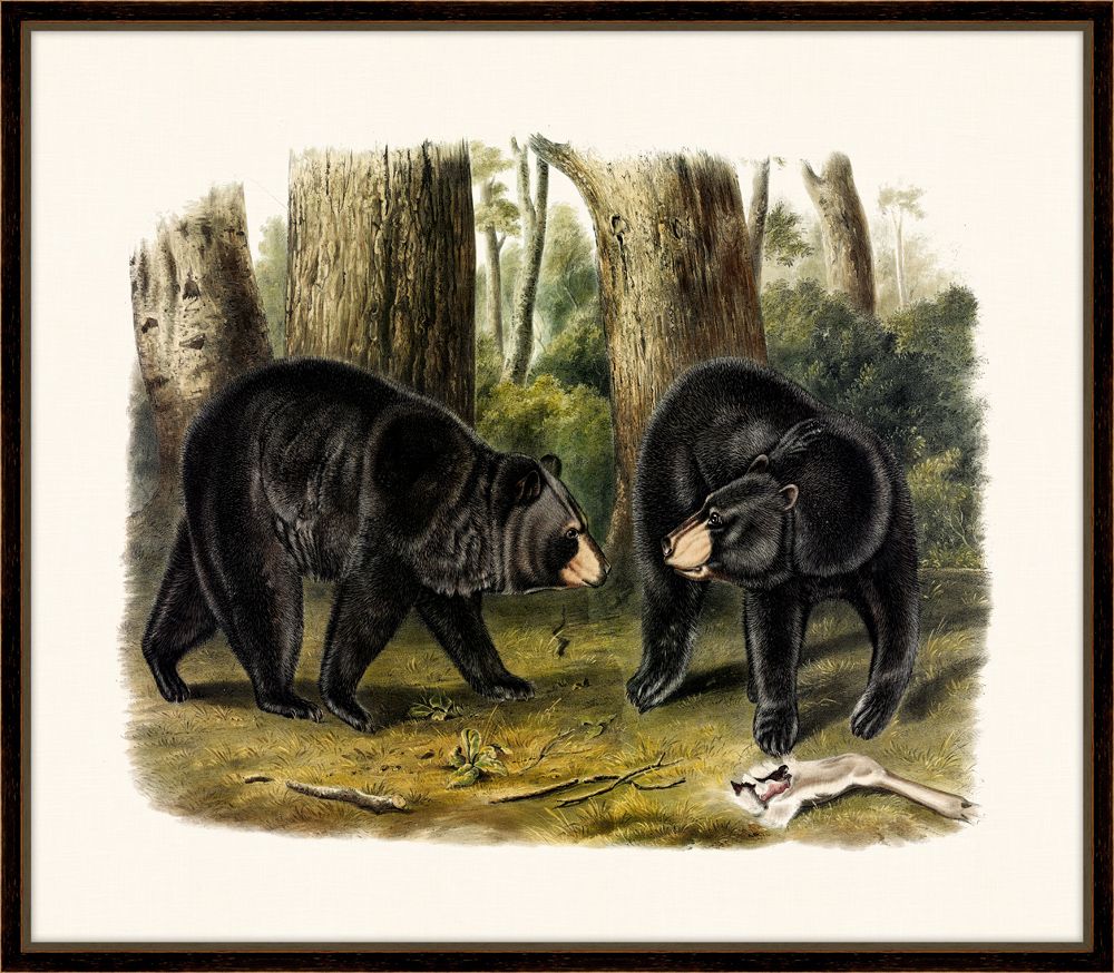 Audubon's American Black Bear II