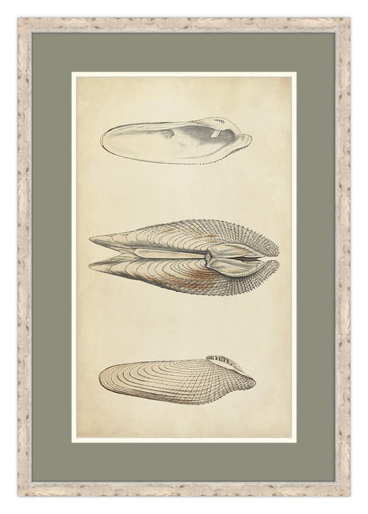 Marine Mollusk I