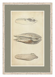 Marine Mollusk I