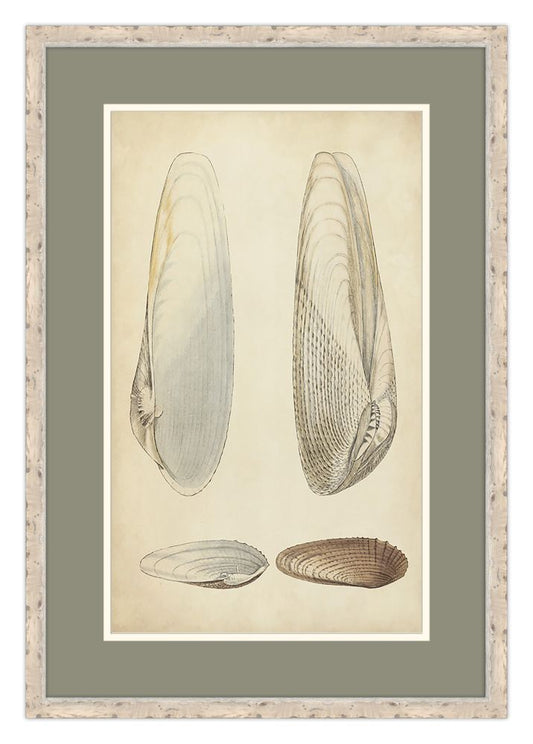Marine Mollusk II