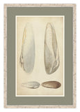 Marine Mollusk II