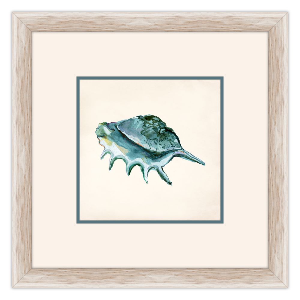 Aqua Shells IV