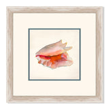 Rouge Shells I