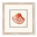 Rouge Shells III