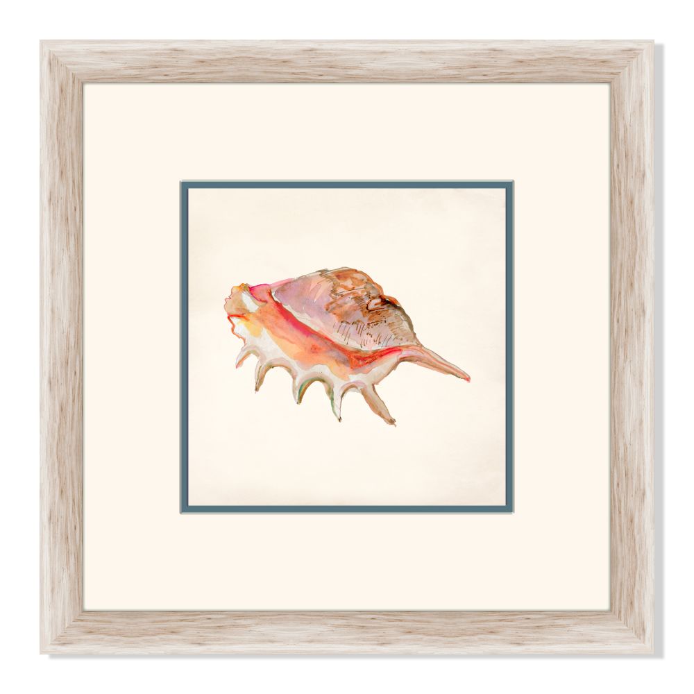 Rouge Shells IV