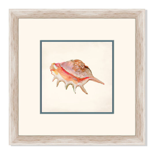 Rouge Shells IV