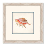 Rouge Shells IV