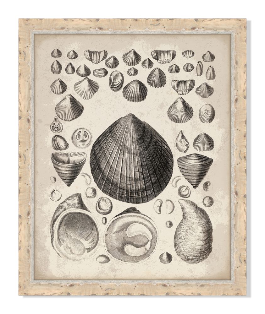Antique Shells I