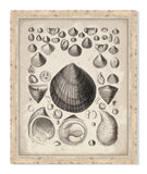 Antique Shells I