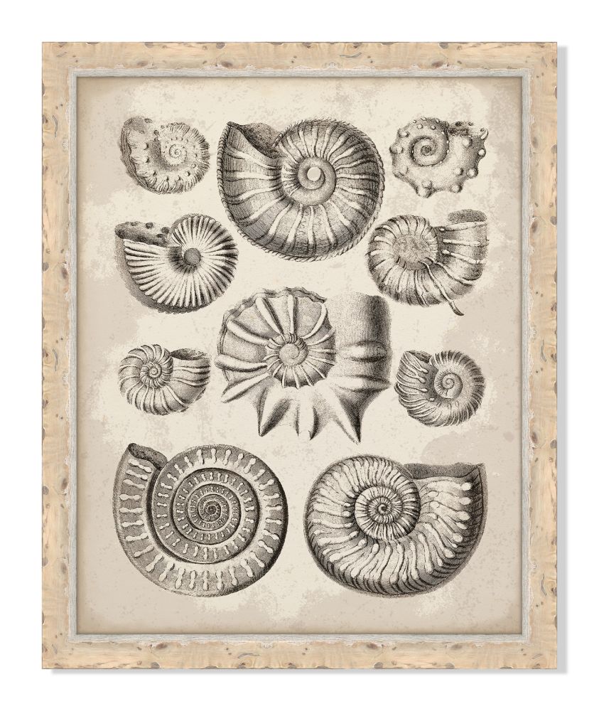 Antique Shells II