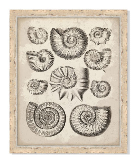 Antique Shells II