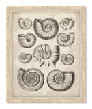 Antique Shells II