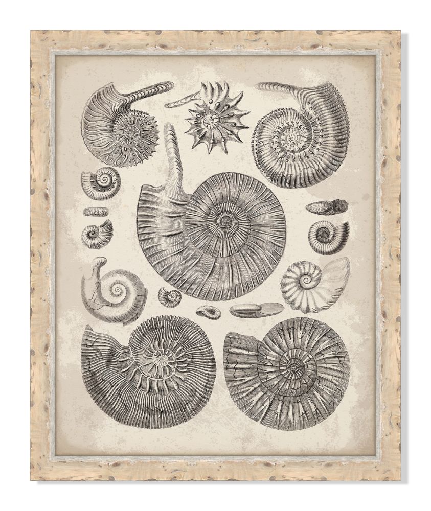 Antique Shells III