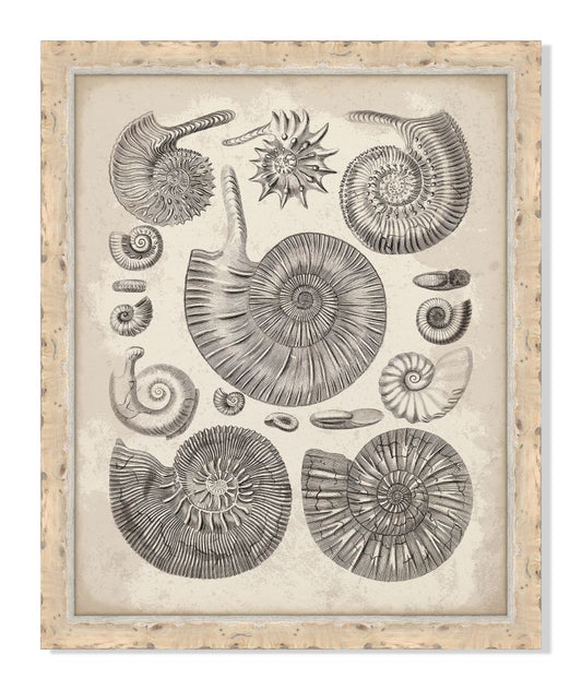 Antique Shells III