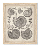 Antique Shells III
