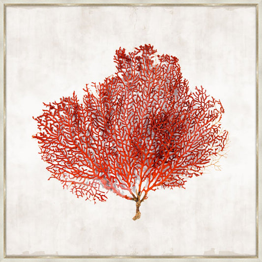 Crimson Coral II