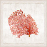 Crimson Coral Grande I