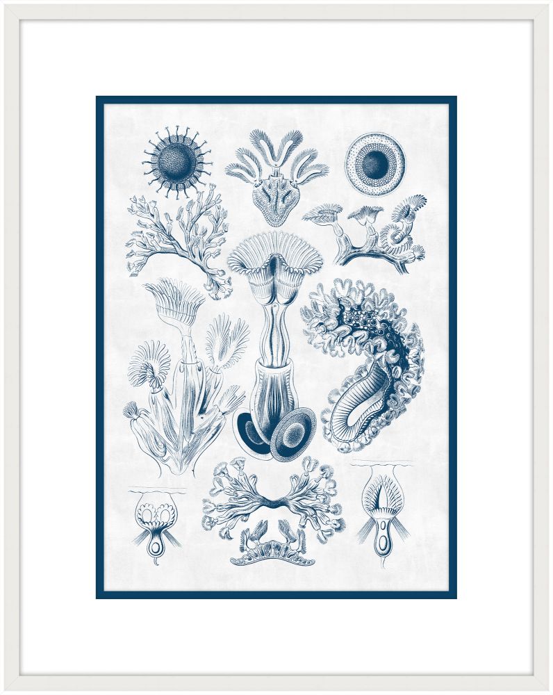 Haeckel Kunstformen I