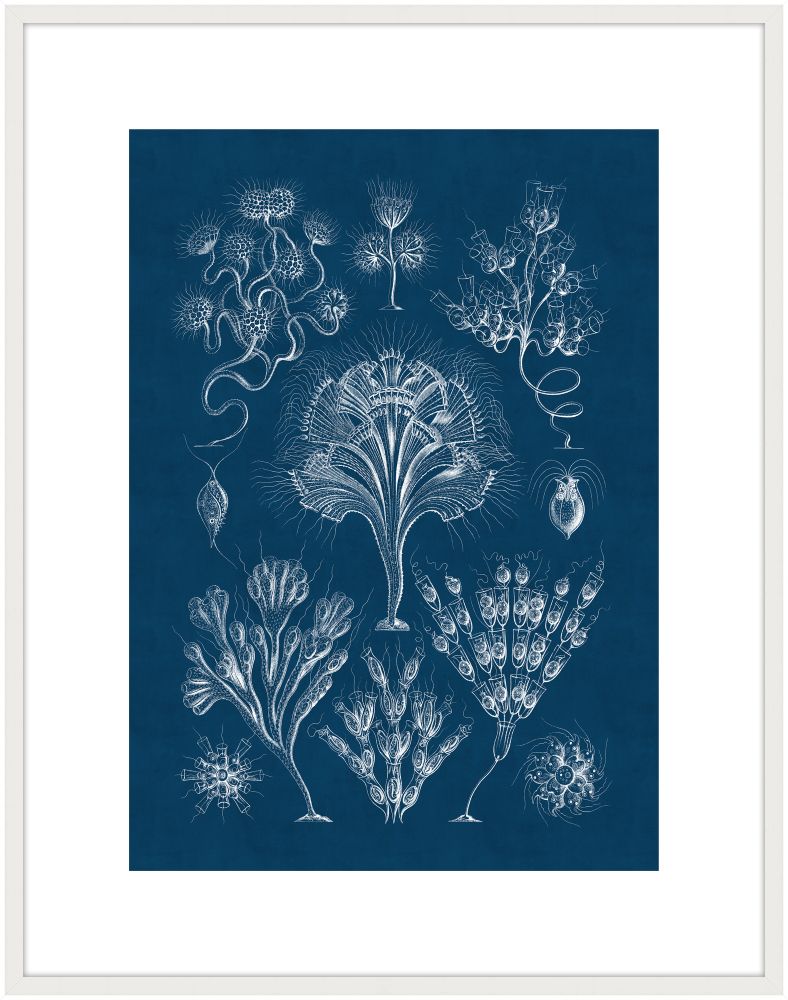 Haeckel Kunstformen IV Reverse