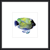 Green Fish