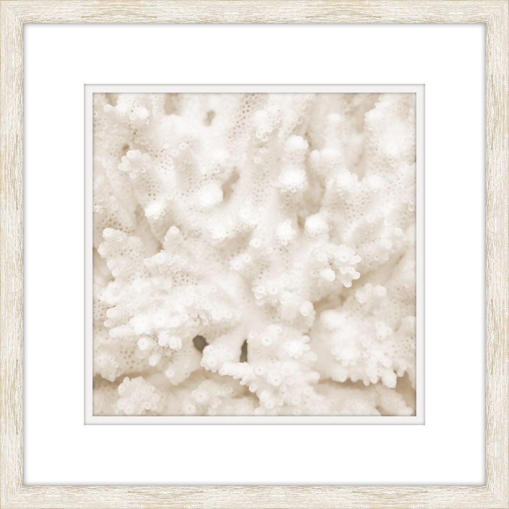 White Coral II