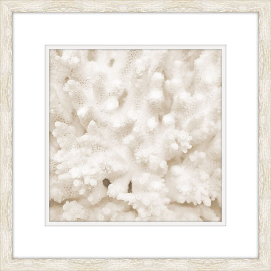 White Coral II
