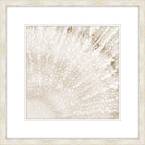 White Coral III